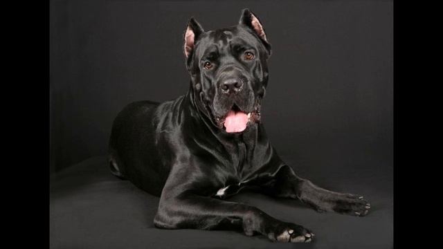 Кане-корсо Описание породы