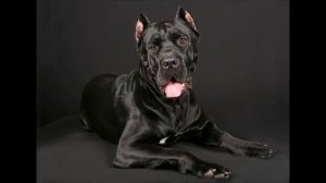 Кане-корсо Описание породы