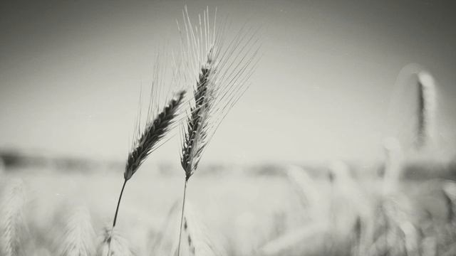 Undyed - Acacia (Full Album)