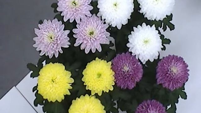 Chrysanne® Nova Zembla houdbaarheidstest смотреть онлайн