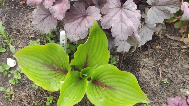 Хоста Almost ... гейхера Silver gumdrop смотреть онлайн