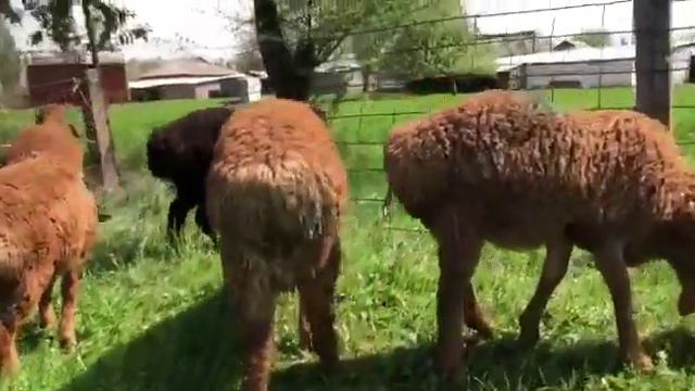 +996700888010 АРАШАН, цена договорная, баранчики 3-4мес, линия Носорога г.Кара-Балта смотреть онлайн