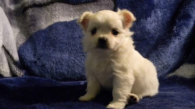 Щеночки чихуахуа (длинношерстные) смотреть онлайн