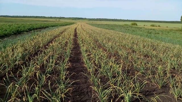 Обзор чеснока на 27.06.21. Мысли о поливе. смотреть онлайн