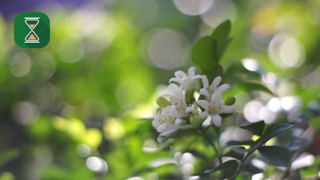Что такое упование (ат-таваккуль)? | Шейх Абу Яхья смотреть онлайн