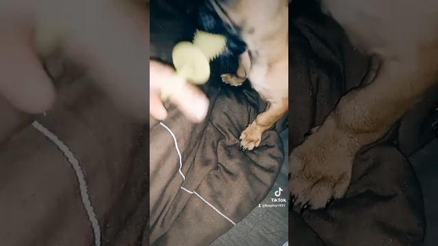 Собака улыбака. Французский бульдог Баффи 🐾🇺🇦 смотреть онлайн