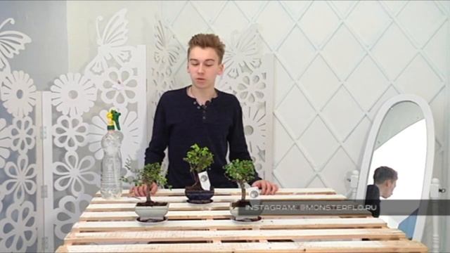 Бонсай ДЕРЕВО в горшке на вашем подоконнике! БотаникLIVE смотреть онлайн