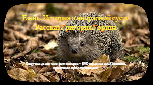 Рассказы — Ежик. История о напрасной суете. смотреть онлайн