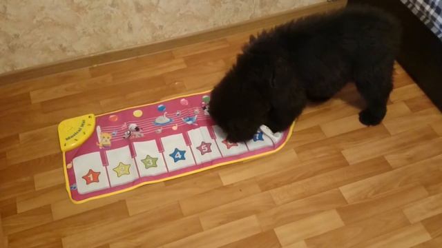 Chernaya Mafia Blackberry Blossom смотреть онлайн