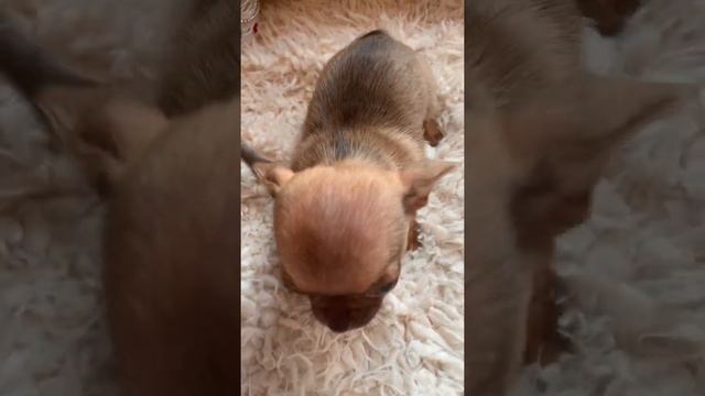 Мальчики чихуахуа из домика азалии.В продаже смотреть онлайн