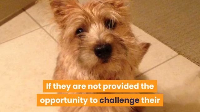 Cairn Terrier Exercise [Needs And Ideas]