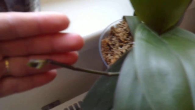 Орхидеи, на цветоносе растет детка смотреть онлайн