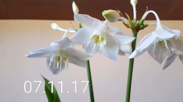 Цветущий эухарис в ноябре. Эухарис-амазонская лилия. смотреть онлайн