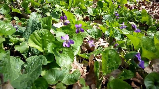Фиалка или виола (Viola) лесные цветы смотреть онлайн