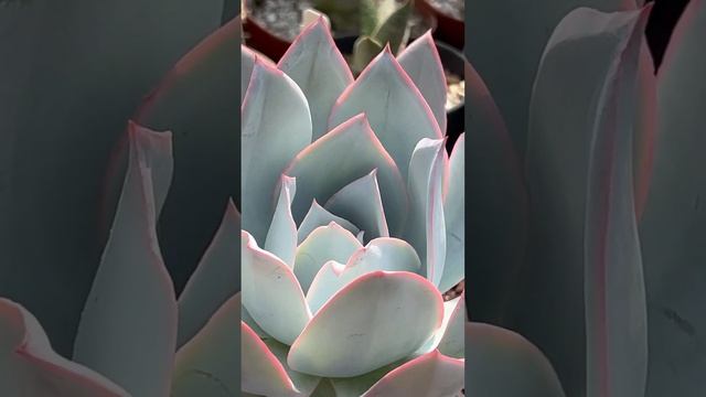 Enchanting and rare succulent: Echeveria cante! ???? смотреть онлайн