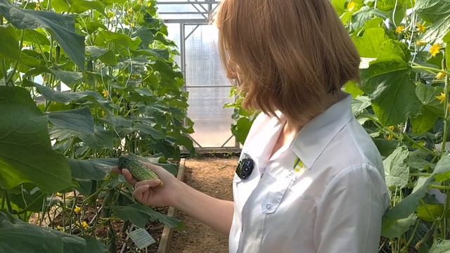 Продлеваем плодоношение огурцов и увеличиваем урожай. Лучшие сорта огурцов для выращивания в теплиц смотреть онлайн
