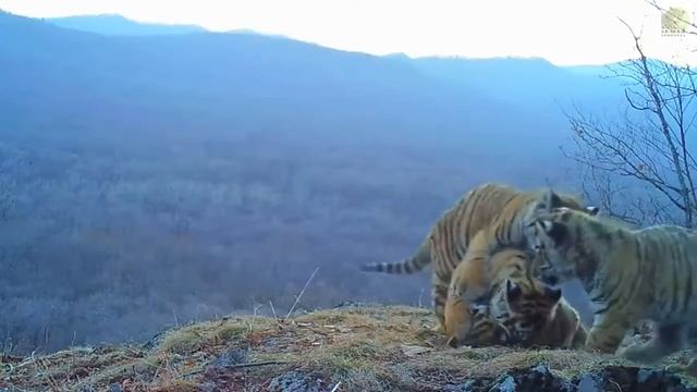 Целое семейство краснокнижных амурских тигров смотреть онлайн