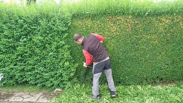 Hedge trimming in action. смотреть онлайн