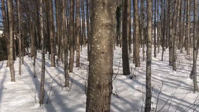 Земельный участок на горе с шикарным видом на море и на горы в Чакви. смотреть онлайн