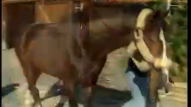 Why Shoe a Horse? смотреть онлайн