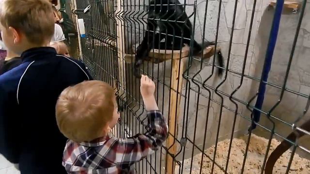 Контактный зоопарк! Мартышка ударила Super Dena! Кормим зверьков! смотреть онлайн