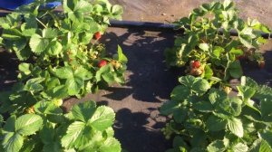 Самая ароматная клубника - Ания !