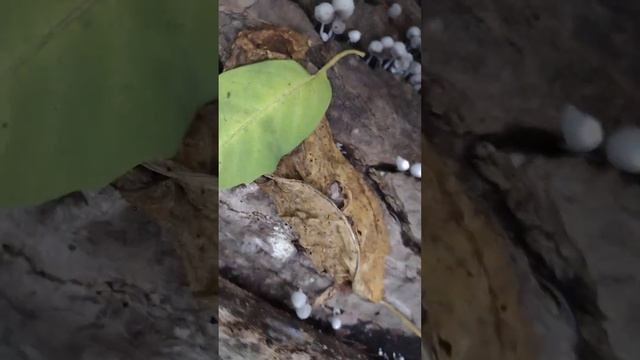 OPVDFN. Hongos sombrillitas (Coprinellus disseminatus) y hongos de nieve (Tremella fuciformis). смотреть онлайн