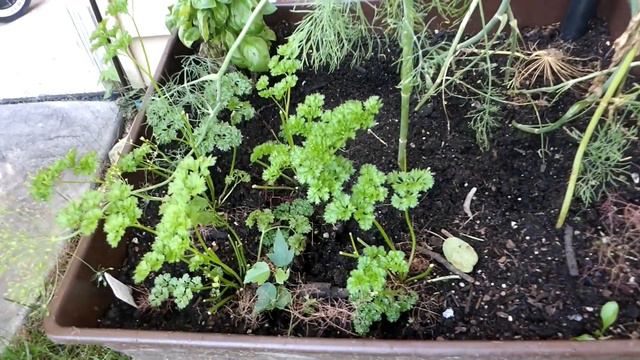 Garden Tour- August 2021 смотреть онлайн
