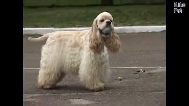 Американский кокер спаниель О породе на iLikePet смотреть онлайн