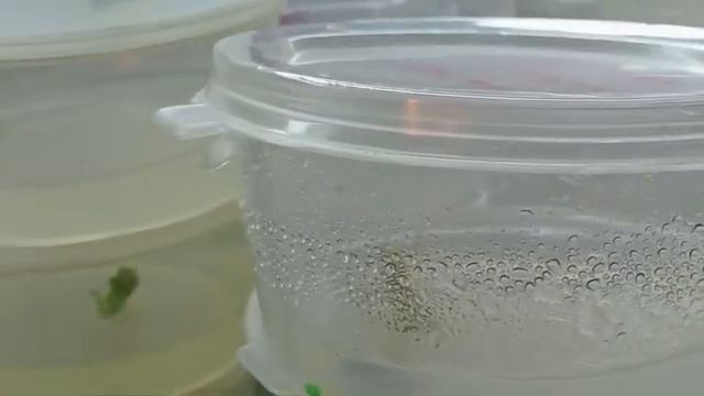 [135] Картофель и ароидные на микроклональном размножении смотреть онлайн