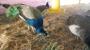 Кормление павлинов в неволе