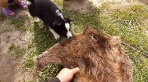 Русско - европейская лайка