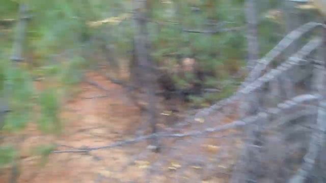 Полёт над тайгой.