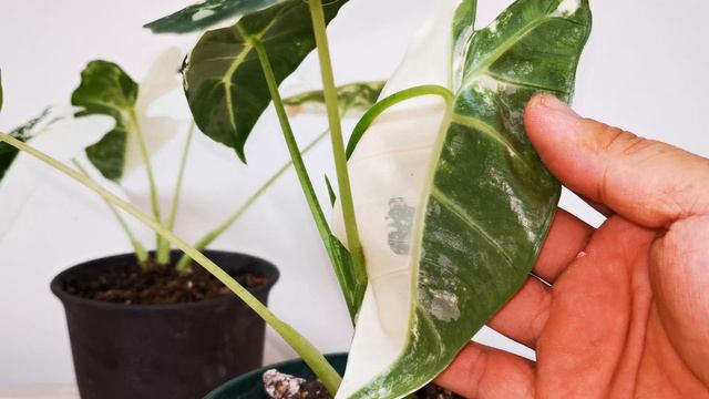 Alocasia Frydek Variegata