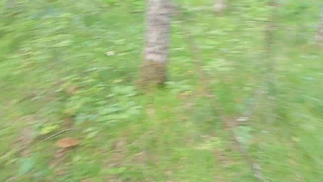 грибы в Тверской области ,день второй смотреть онлайн