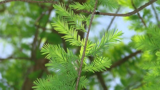 Taxodium Distichum Vs  Taxodium Ascendens