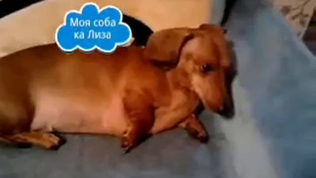 Мои питомцы (1часть) смотреть онлайн