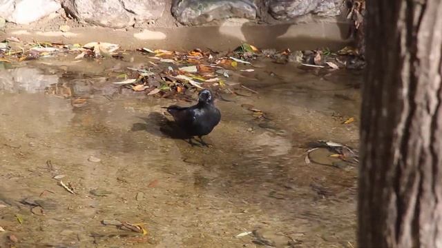 Большеклювая ворона смотреть онлайн