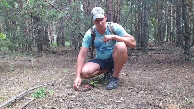 Ягоды белые грибы Киевская Черниговская область смотреть онлайн