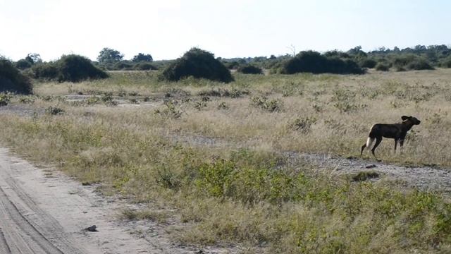 Охота Гиеновых собак (Ботсвана национальный парк Чобе) смотреть онлайн