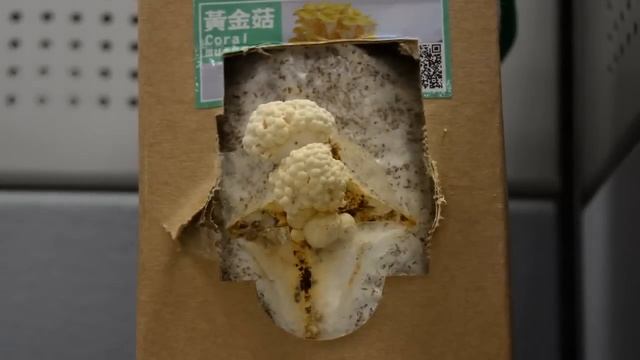 Time-lapse of coral mushroom смотреть онлайн