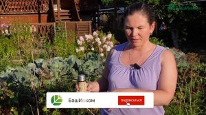 Кыш-Мышь; отзыв на препарат