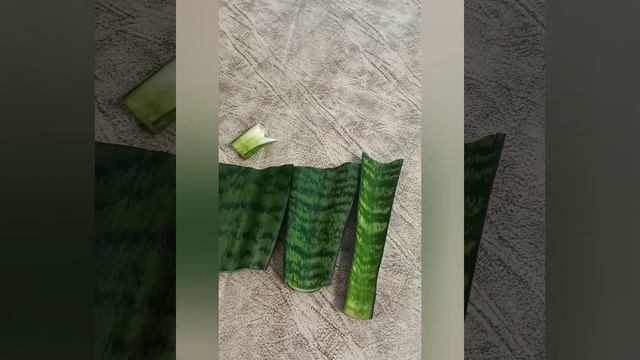 Сансевиерия/ Укоренение с листочка/щучий хвост/ тещин язык!? #сансевиерия /#щучийхвост / #тещинязык смотреть онлайн