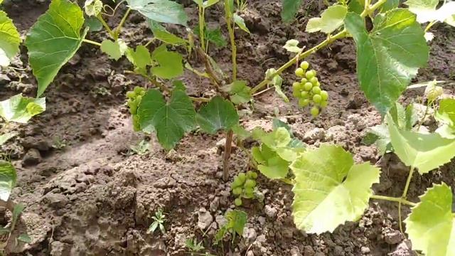 Виноградная школа суглинок Подмосковье смотреть онлайн