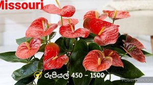 Anthuriyam price in Sri Lanka | ඇන්තූරියම් මීල ගනන්... | Anthurium flower price