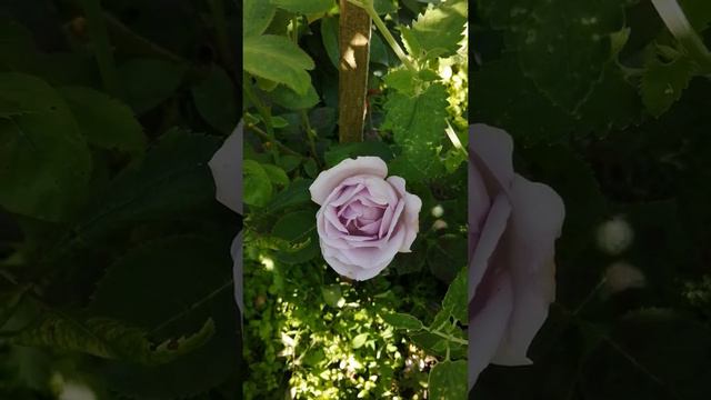 Троянда "Блю Мун" від @Agro-Market смотреть онлайн