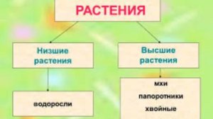 04.09 Высшие и низшие растения