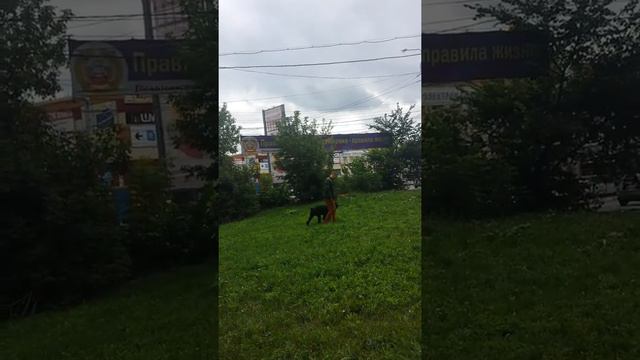 Дрессировка собак-Ризеншнауцер Пегас 1 год