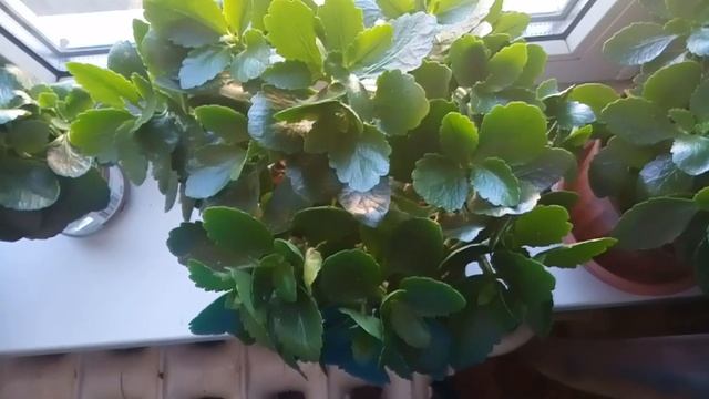 Как заставить цвести каланхоэ?Подготовка Каланхоэ к Сезону Цветения.