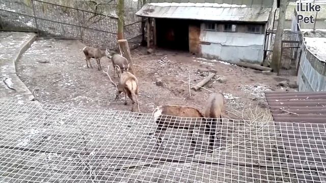 Европейский благородный олень в Калининградском зоопарке на ilikepet смотреть онлайн